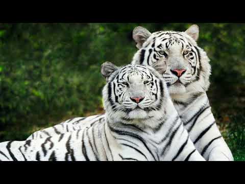 Gelvetta - Passion (Original mix)