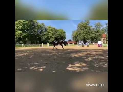Pieter V Kurzprüfung Sport - 4 jähriges Reitpony -28. August 2020