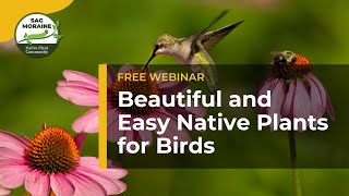 Beautiful and Easy Native Plants for Birds