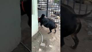 Download lagu Small size, big power 🐂💥 Runs straight to the barn mp3 Download lagu Small size, big power 🐂💥 Runs straight to the barn mp3