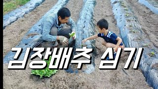 텃밭농사. 김장배추 모종심기. 맛있는 배추는?