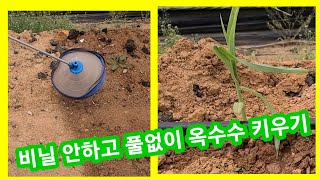 비닐없이 풀안나게 옥수수  심는방법 ~옥수수 심는시기  귀농귀촌,주말농장,텃밭,제초제 종류와 사용방법