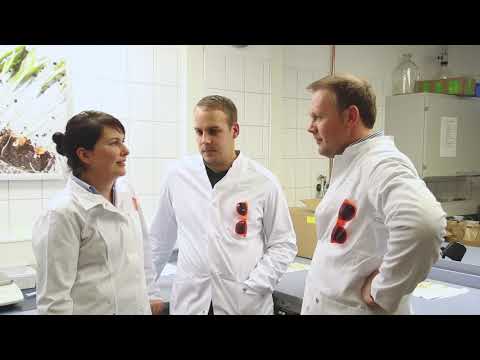 KWS Mais-Blog 2019 - Teil 14 (Beize INITIO BIRD PROTECT)