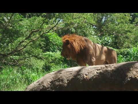 Surrounded by White Lions | Lions Roaring Compilation |