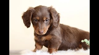 Video preview image #1 Dachshund Puppy For Sale in PARADISE, PA, USA