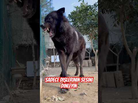 Just listen to the sound of your teeth #wolfe #canavar #wolfdog #blackwolf #kangal #alfakurt