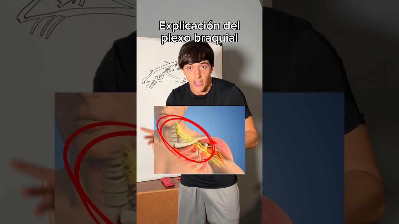 The brachial plexus: a definitive explanation #physiotherapy #medicine #brachialplexus #nervoussy...