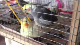 Кореллы - первое спаривание попугаев