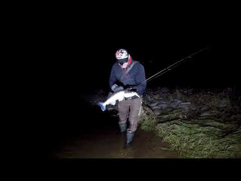 Spinnfischen auf Zander mit Wobbler