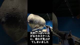 青島海底世界で、海の“生きた歴史”に触れる旅 #青島 #海底世界 #青島海底世界 #中国観光