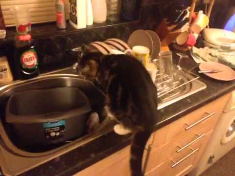 Kalinda not having a drink