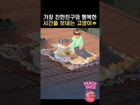 가장 친한친구와 행복한 시간을 보내는 고양이ㅎ