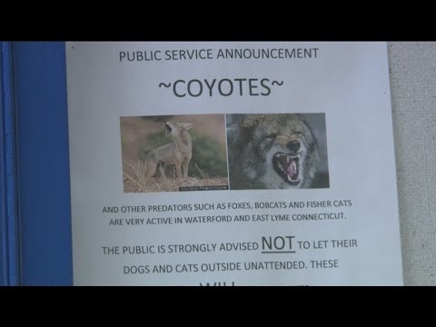 Keeping your pets safe from coyotes
