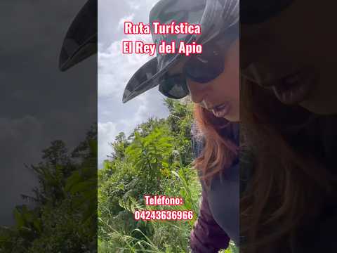 Los tesoros ocultos de la Colonia Tovar: ¡De la tierra a tu mesa! 🍓🍏🏔️