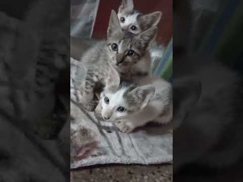 #cutecats#soooocute😻🤗😘💝