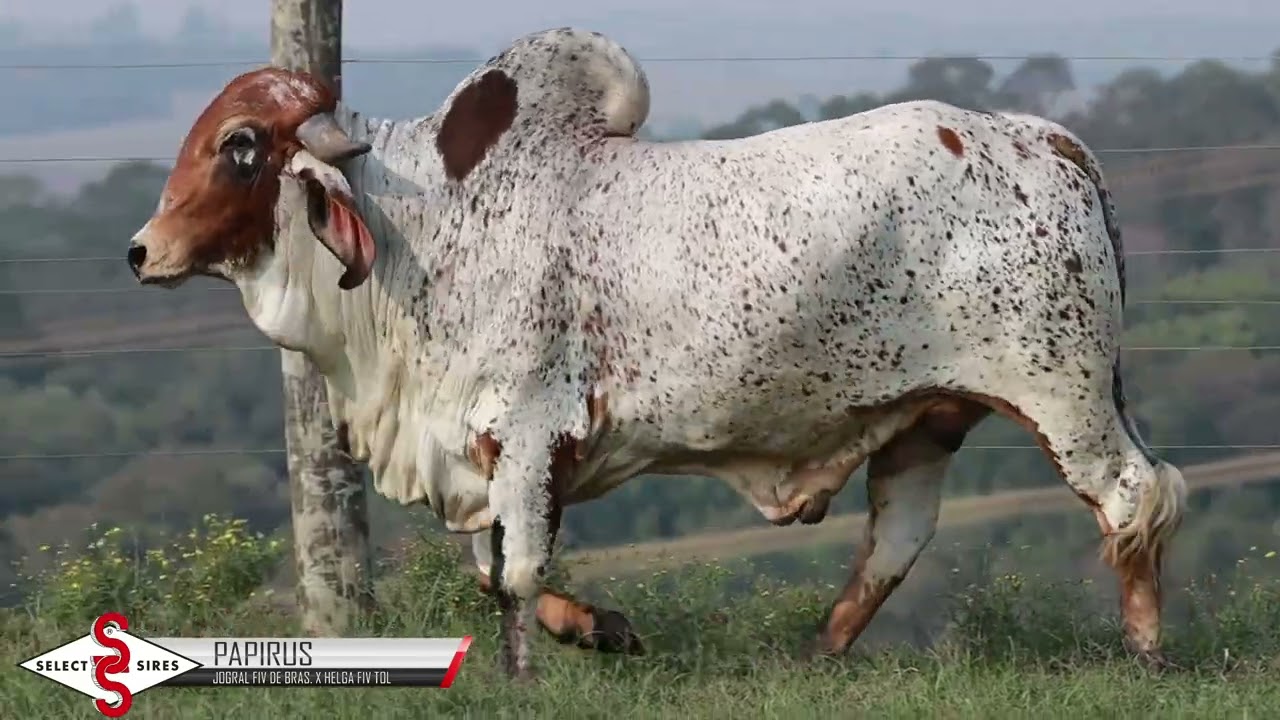 Vídeo PAPIRUS FIV TOL