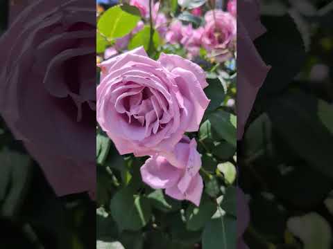 園芸 変化するチャイニーズローズ、バタフライローズ