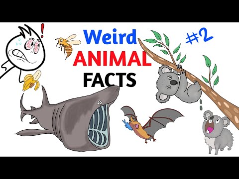 Weird Animal Facts You Never Knew - Part 2
