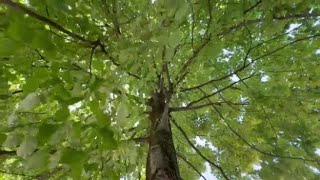 A Treviso il «Tiglio delle api»: in centinaia al lavoro senza sosta in mezzo ai fiori per un «pra...