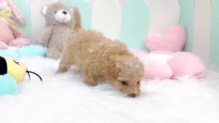 ハーフ犬の動画01