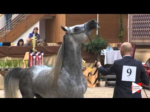 N 9 SIMEON SOHAAR   Prague National 2015   Colts 2 3 years old Class 3