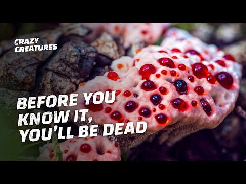 If You See This Mushroom, Don't Touch It