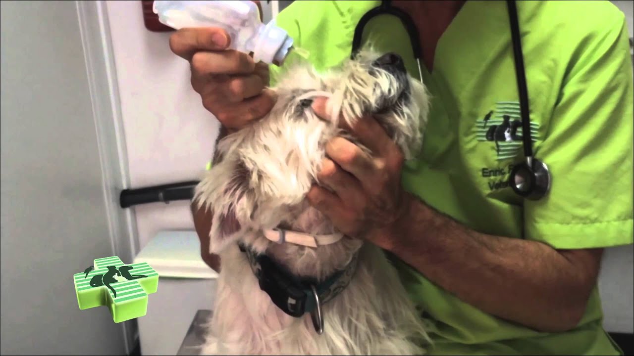 Limpieza de ojos en perro