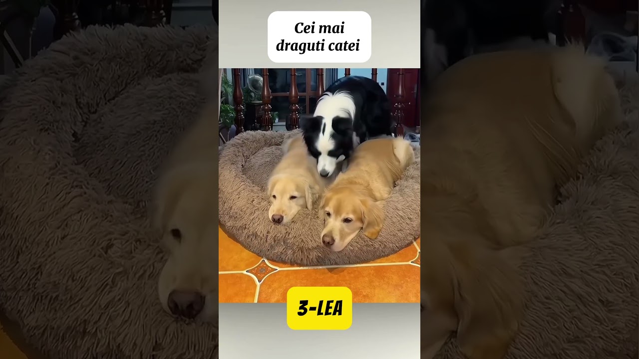 Cainii Pot Dormi Doar Impreuna