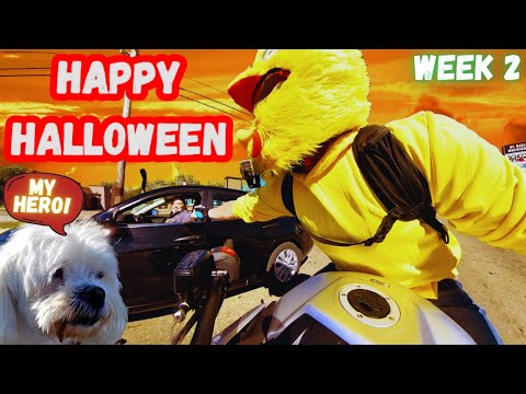 Crazy Chicken on Motorcycle Saves A Dog and Passes Out Goodie Eggs!