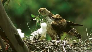 Eucalipto Cria Riqueza na Serra D'Ossa