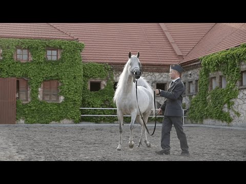 𝐄𝐋 𝐄𝐒𝐌𝐄𝐑𝐀 (𝐒𝐚𝐡𝐦 𝐄𝐥 𝐀𝐫𝐚𝐛 𝐱 𝐄𝐬𝐦𝐞𝐫𝐚𝐥𝐝𝐢𝐚, 𝐛𝐲 𝐐𝐑 𝐌𝐚𝐫𝐜)⁣, 𝟐𝟎𝟏𝟖 𝐌𝐚𝐫𝐞⁣ - PRIDE OF POLAND 2023