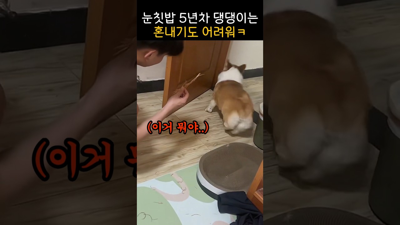 "얼른 이리와보세요~" 눈치 빠른 댕댕이는 귀여워서 혼낼수가 없지