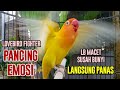 Lovebird Gacor Ngekek Panjang FIGHTER MANTAB Baru Saja Di Putar LABET Manapun GAK BAKAL MAU DIAM