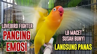Download lagu Lovebird Gacor Ngekek Panjang FIGHTER MANTAB, Baru Saja Di Putar LABET Manapun GAK BAKAL MAU DIAM mp3 Download lagu Lovebird Gacor Ngekek Panjang FIGHTER MANTAB, Baru Saja Di Putar LABET Manapun GAK BAKAL MAU DIAM mp3