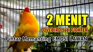 Download lagu KETERLALUAN KALAU GAK NYAUT.. !! Pancingan LB Fighter Ngekek Panjang, PINTAR MEMANCING EMOSI LAWAN mp3