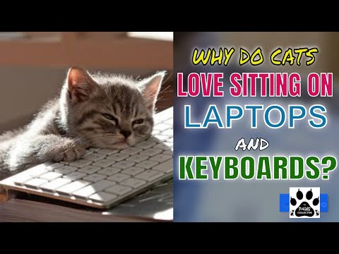 WHY DO CATS LOVE SITTING ON LAPTOPS AND KEYBOARDS? l V-34