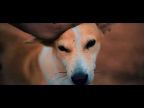 නිවහල් සිතුවිලි Niwahal sithuwili - පණ්ඩිත් W D අමරදේව Amaradewa Remake Cover Stage Master nature