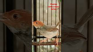 Download lagu Prenjak Kepala merah betina gacor mp3