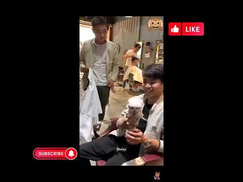 Funny baby dogs😂🤣😂😂