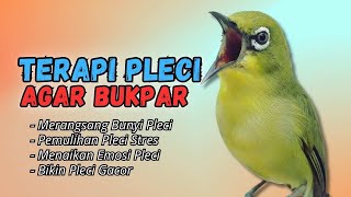 Download lagu Semua Pleci Pasti Langsung Ikut Bunyi Ngalas - Terapi Pleci Agar Buka Paruh mp3