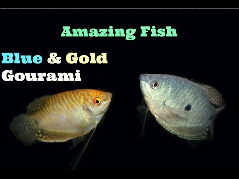 Blue & Gold Gourami, Amazing Fish