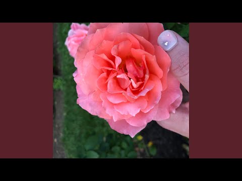 If Nothing Else, I Am These Atoms Which Vibrate