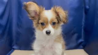 パピヨンの動画02