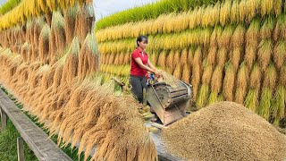 Harvesting 10 Tons of Sticky Rice in the Highlands, Bring Rice Go To Market Sell | Phương Farm Life