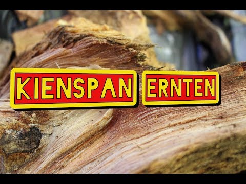 Kienspan sammel finden suchen, Fatwood harvesting... das Versagervideo
