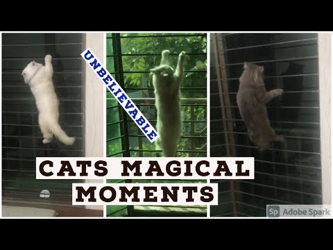 Most Amazing Cliffhanger Cats