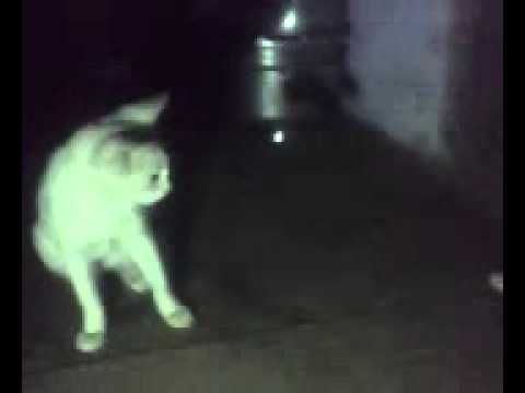 Cats are fighting -DINESH LOVE DHANUSH