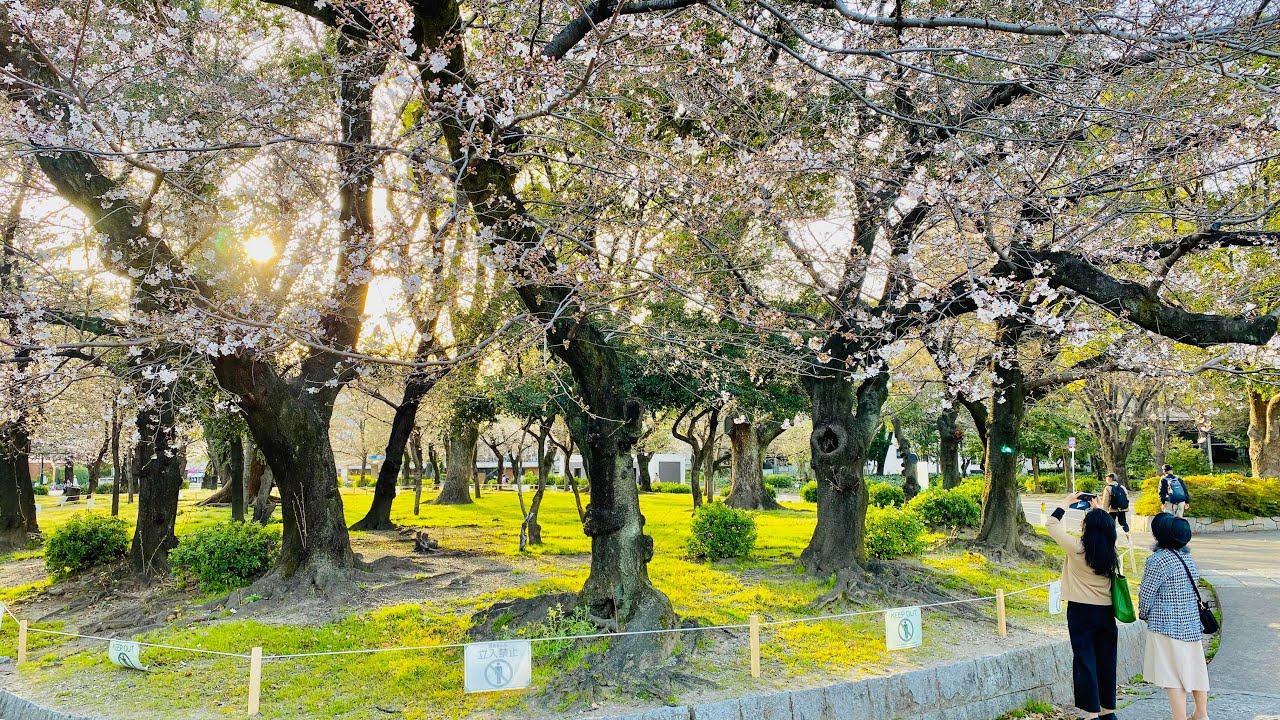 Embark on a walking tour of serene Tsuruma Park.