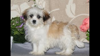 Video preview image #1 Mal-Shi Puppy For Sale in RISING SUN, MD, USA