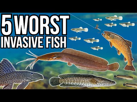 5 Worst Invasive Fish Species